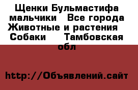 Щенки Бульмастифа мальчики - Все города Животные и растения » Собаки   . Тамбовская обл.